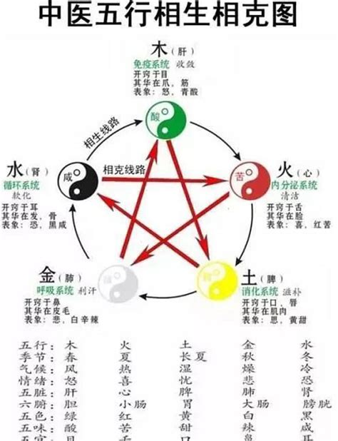 五行对应的器官|五行